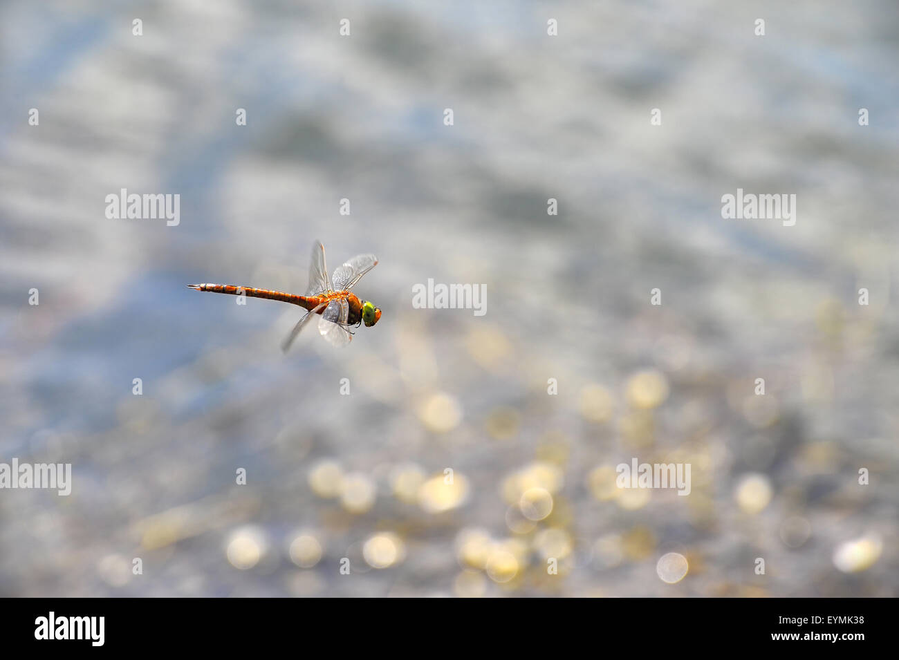Dragonfly close up flying over the water, a kind of Simpetrum flaveolum.  Focus on head. Stock Photo