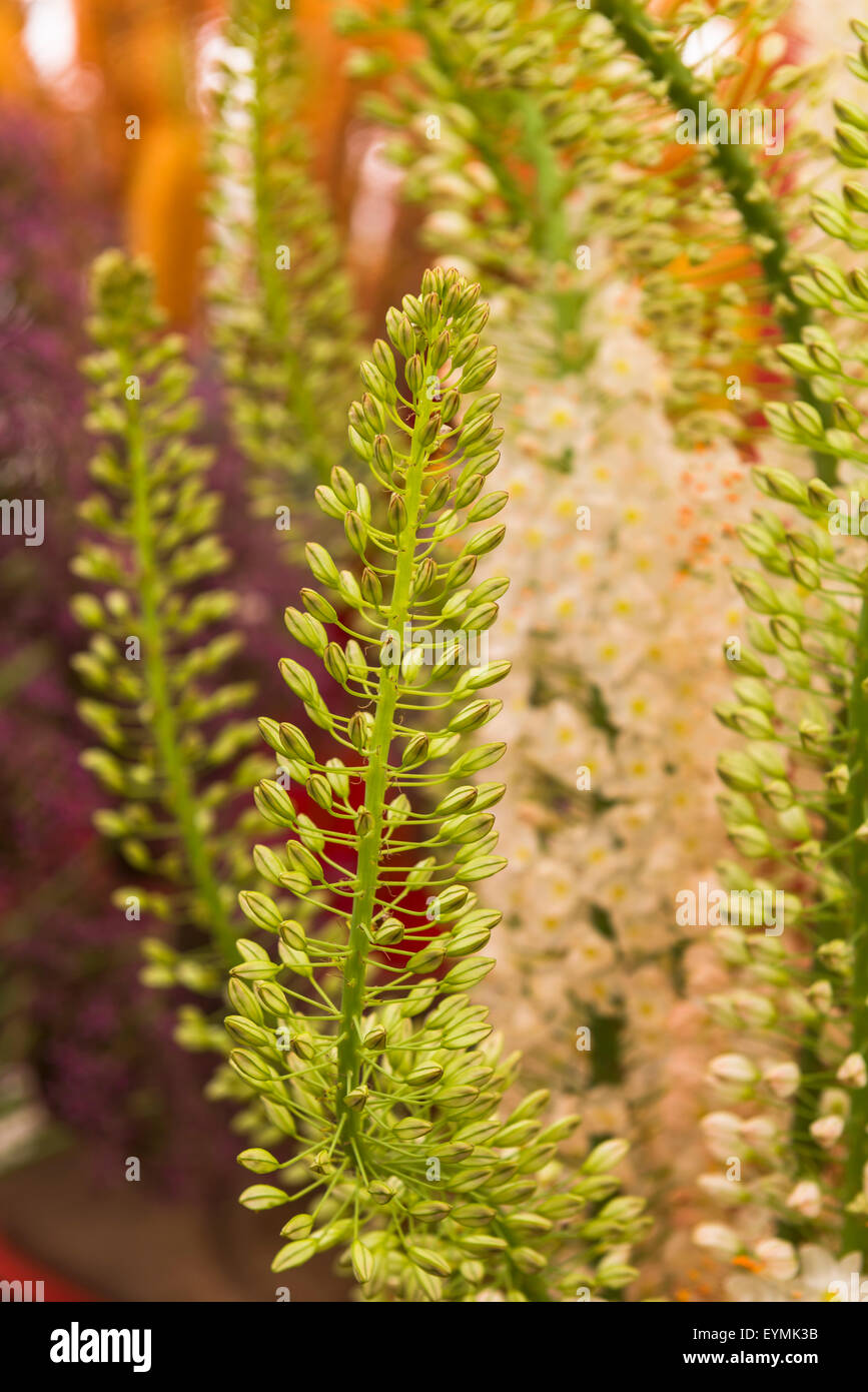 Foxtail lilly hi-res stock photography and images - Alamy
