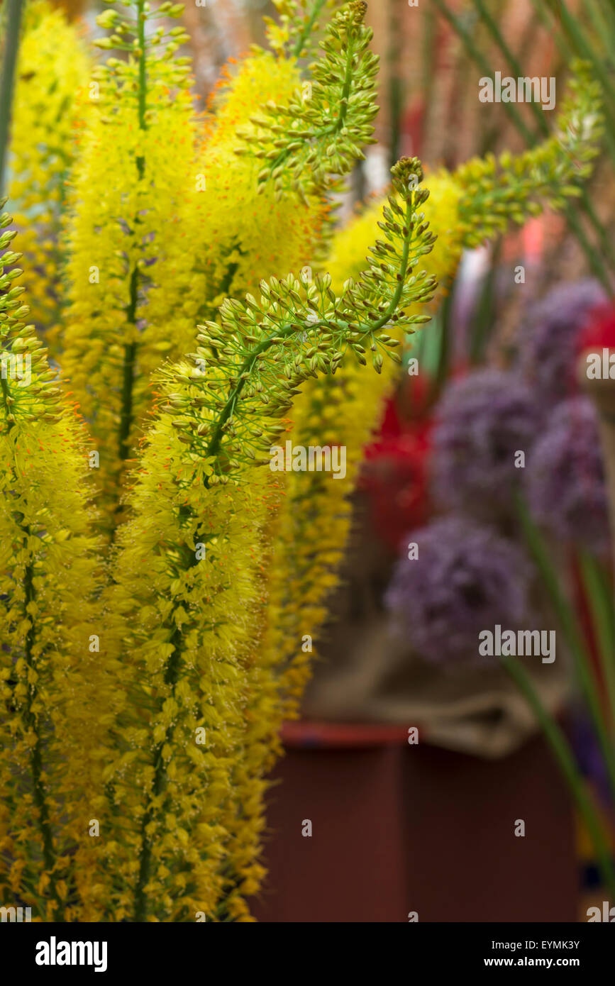 Foxtail lilly hi-res stock photography and images - Alamy