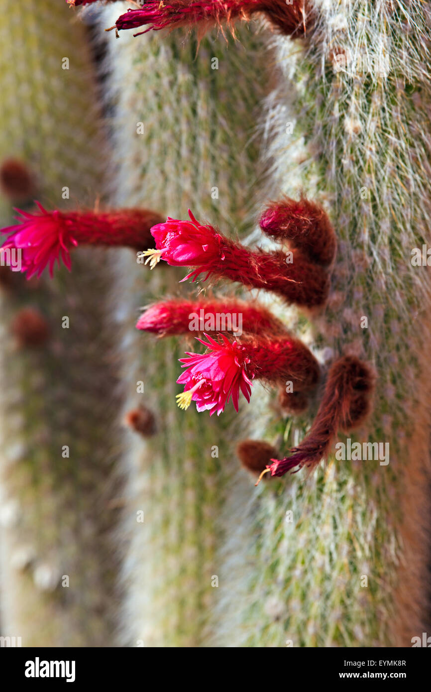 Silver Torch Cactus, Cleistocactus strausii, Arizona-Sonora Desert Museum, Tucson, Arizona, USA Stock Photo