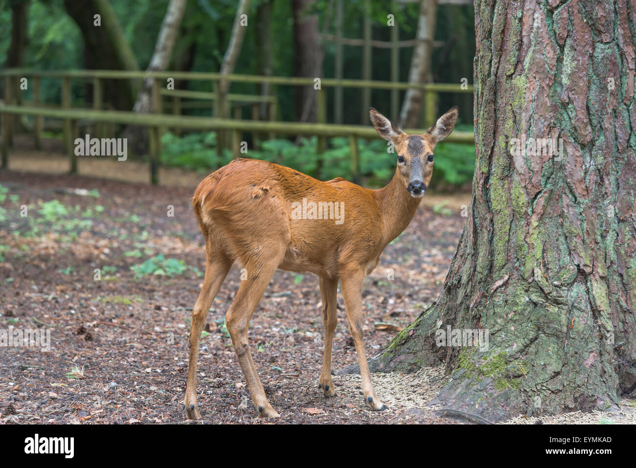 European Roe Deer (Capreolus capreolus) Stock Photo