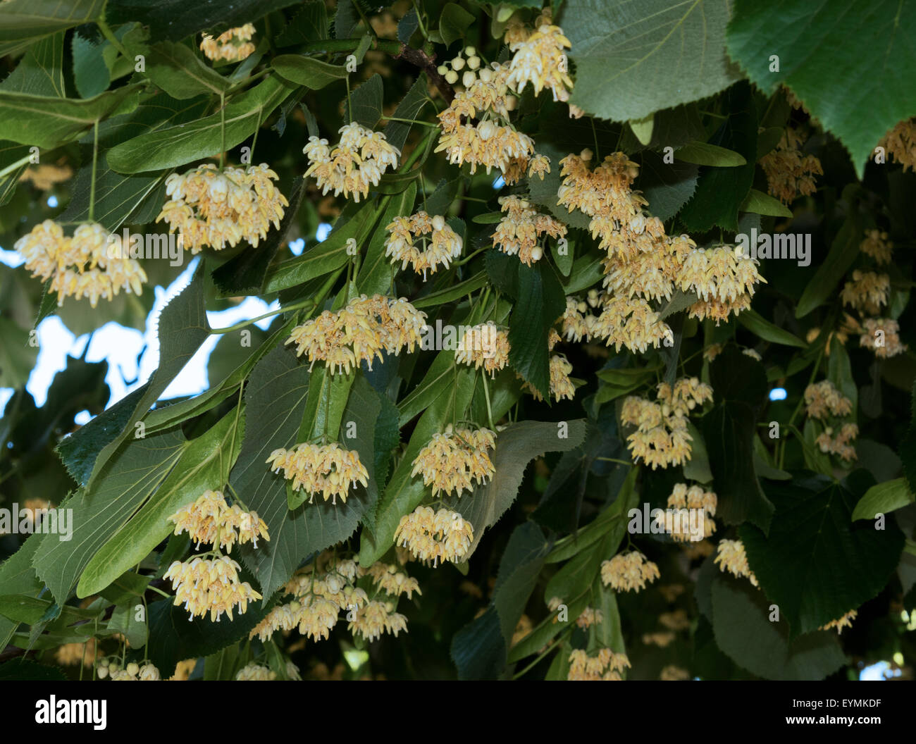 Lime tree blooming (Tilia europaea Stock Photo Alamy