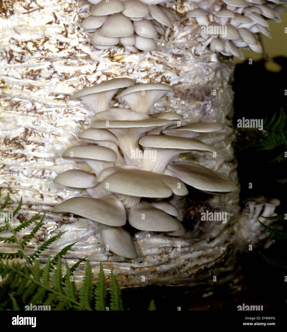 Austernseitling, Pleurotus pulmonarius, Zuchtpilz, Stock Photo