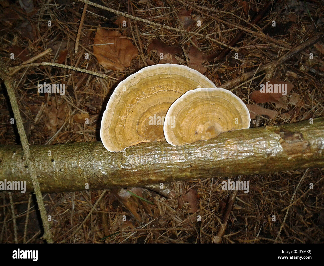 Porling, Zunderschwamm Stock Photo