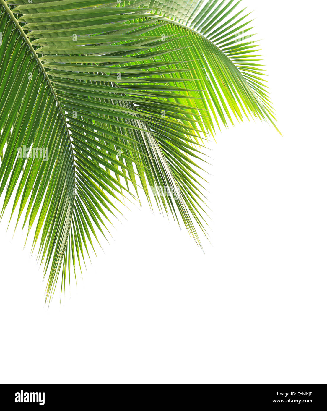 Coconut frame hires stock photography and images Alamy