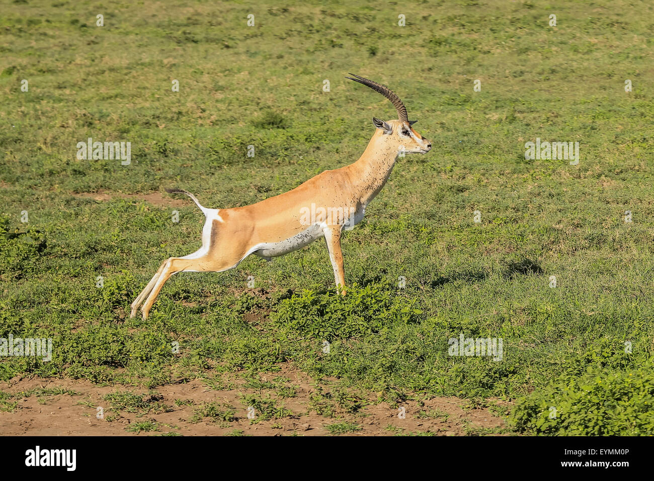 Springbok jump hires stock photography and images Alamy