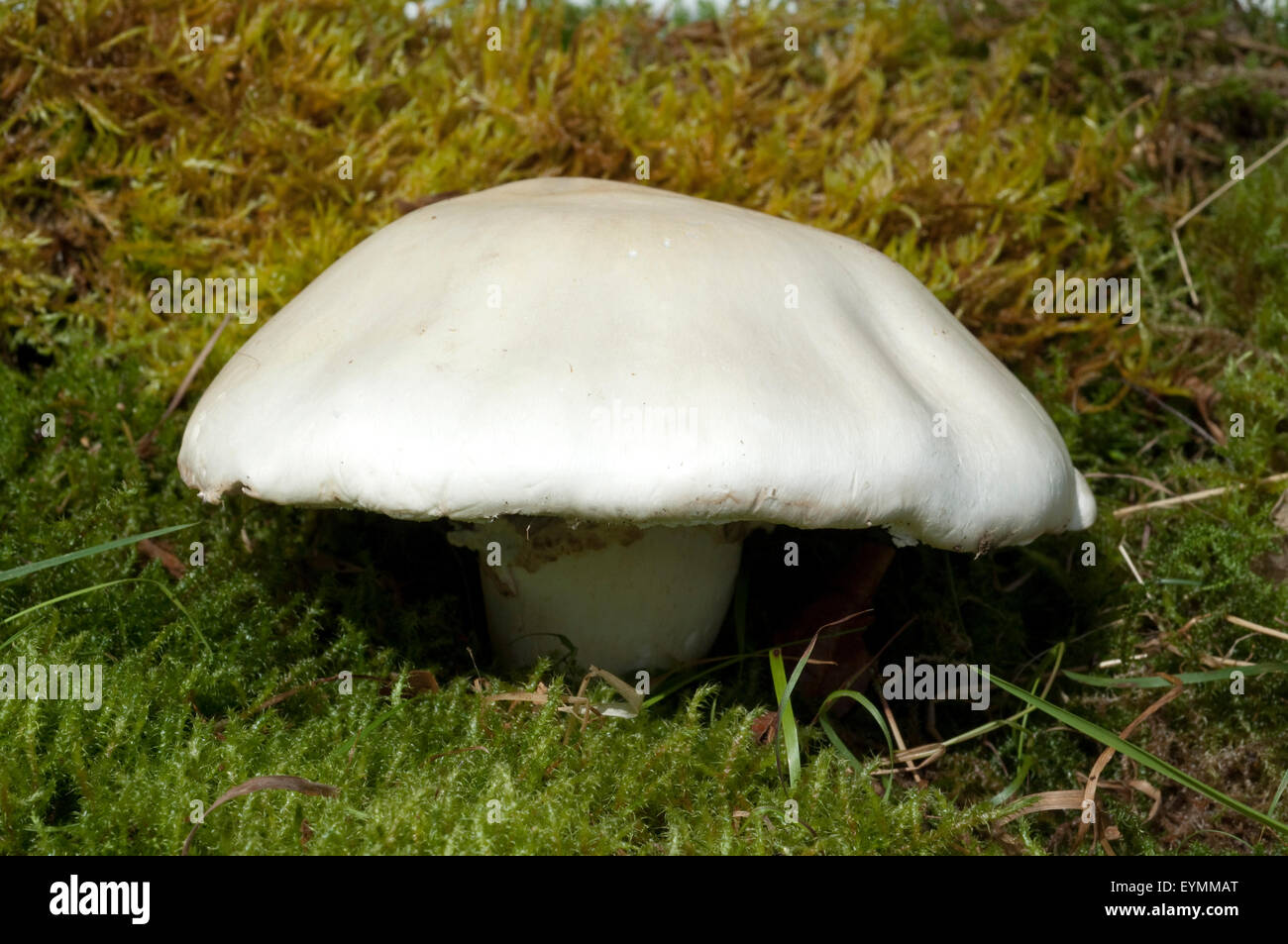 Wiesenchampignon, Champignon, Wiesen, Agaricus Stock Photo