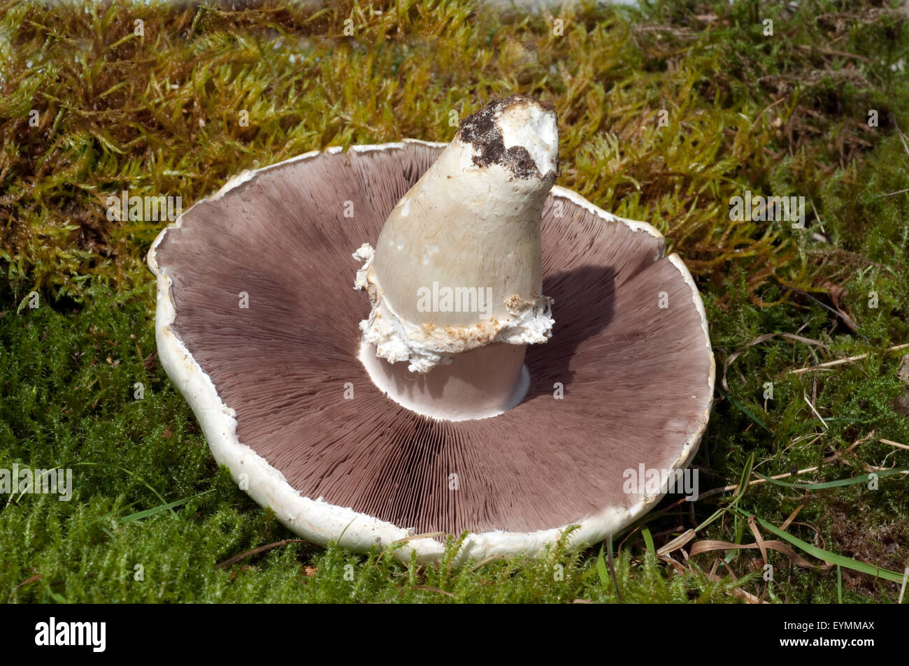 Wiesen champignon hi-res stock photography and images - Alamy