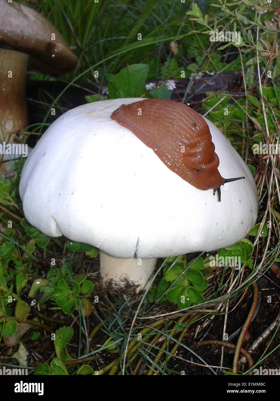 Wiesenchampignon, Schnecke, Champignon, Stock Photo