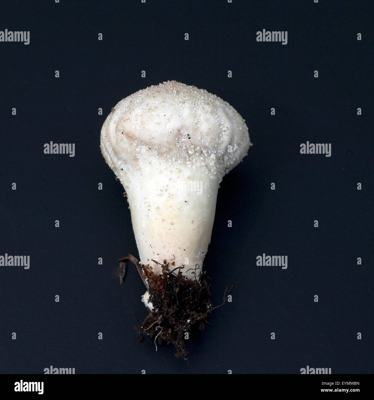 Flaschenbovist, Flaschen-Staeubling, Stock Photo