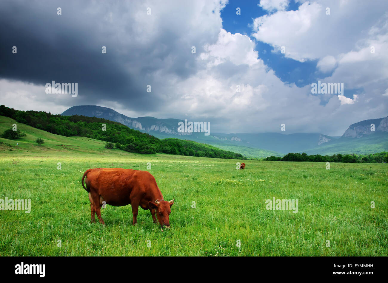 Green grass mountains cows hi-res stock photography and images - Alamy