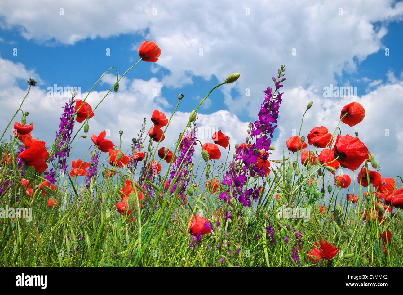 Poppies flowers blue sky clouds hi-res stock photography and images - Alamy