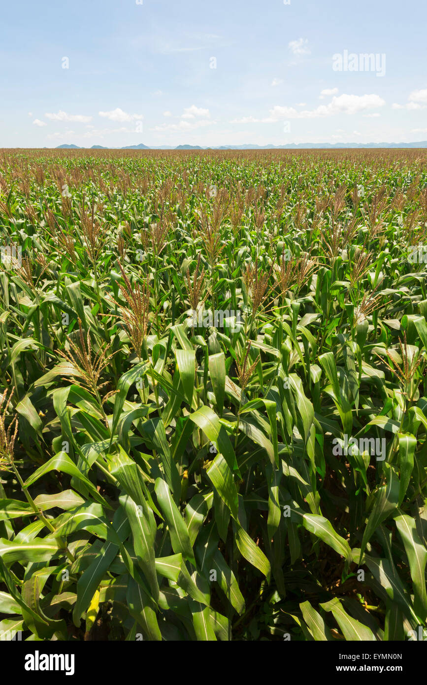 Corn harvesting farmers africa hi-res stock photography and images - Alamy