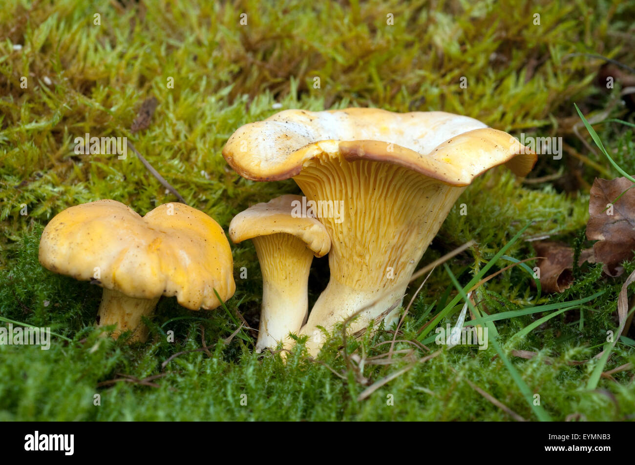 Pfifferlinge, Pfifferling, Eierschwamm, Cantharellus, cibarius, Stock Photo