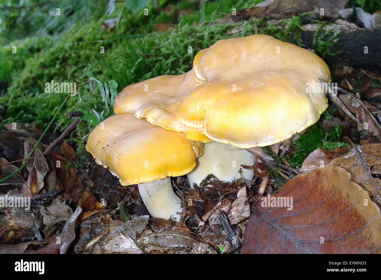 Pfifferlinge, Pfifferling, Eierschwamm, Cantharellus, cibarius Stock ...