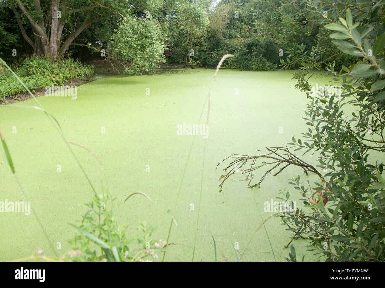 Pond with green pond weed algae caused by eutrophication, Bawdsey, Suffolk, England, UK Stock Photo