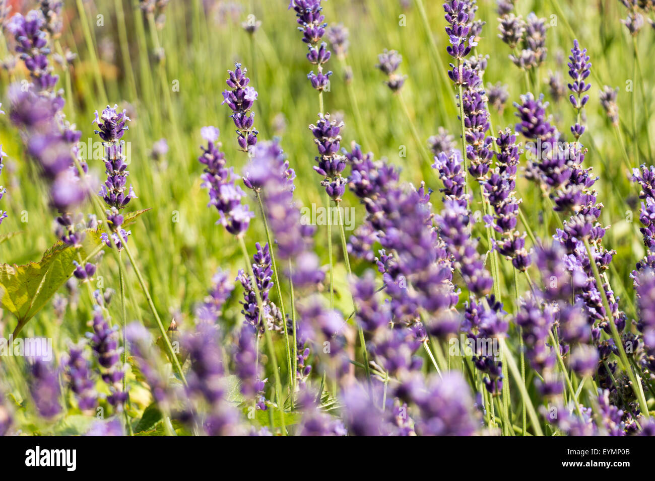 Purple lavender field, details, closeup image, Lavandula angustifolia Stock Photo