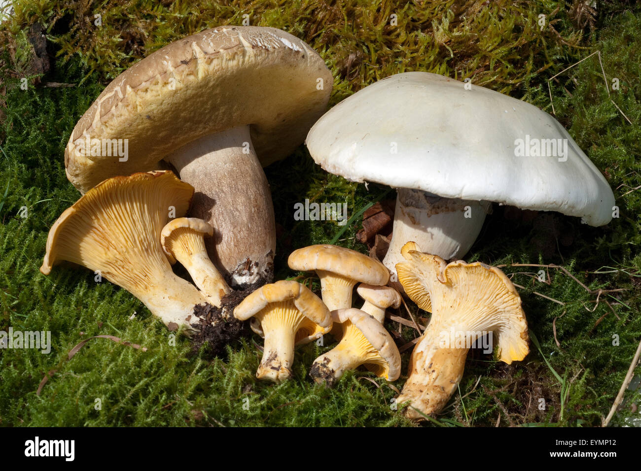 Pilze, Pfifferlinge, Champignon, Steinpilz Stock Photo
