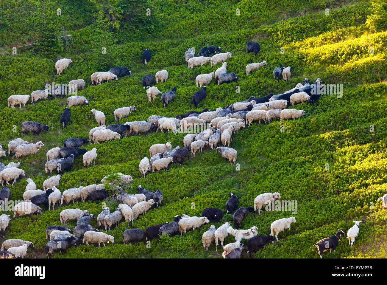 The flock of sheep on green grass Stock Photo - Alamy