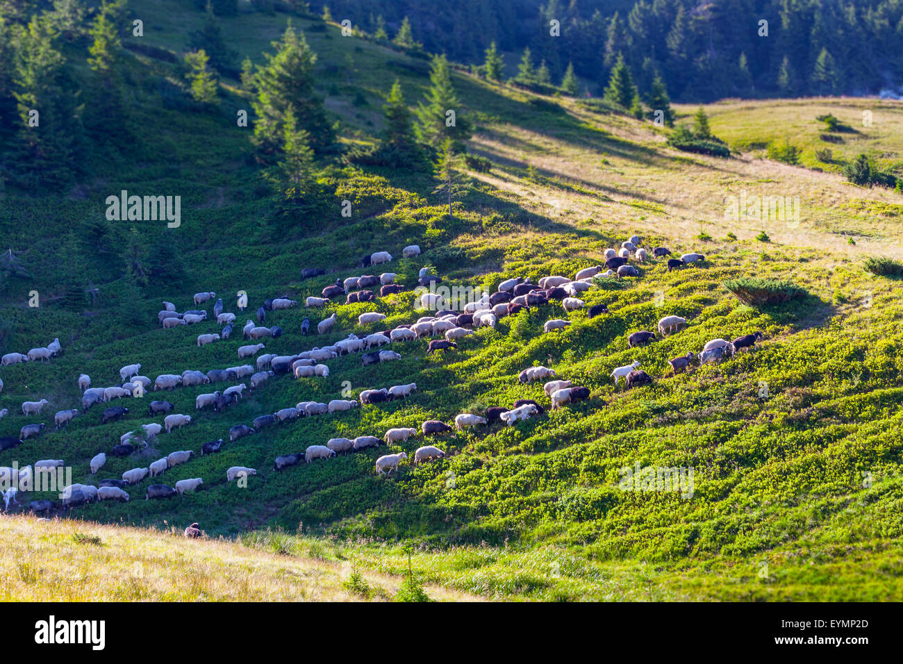 The flock of sheep on green grass Stock Photo - Alamy