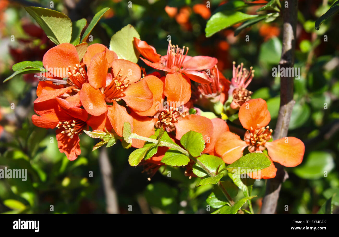 Branch of quince tree in blossom with orange flowers Stock Photo Alamy