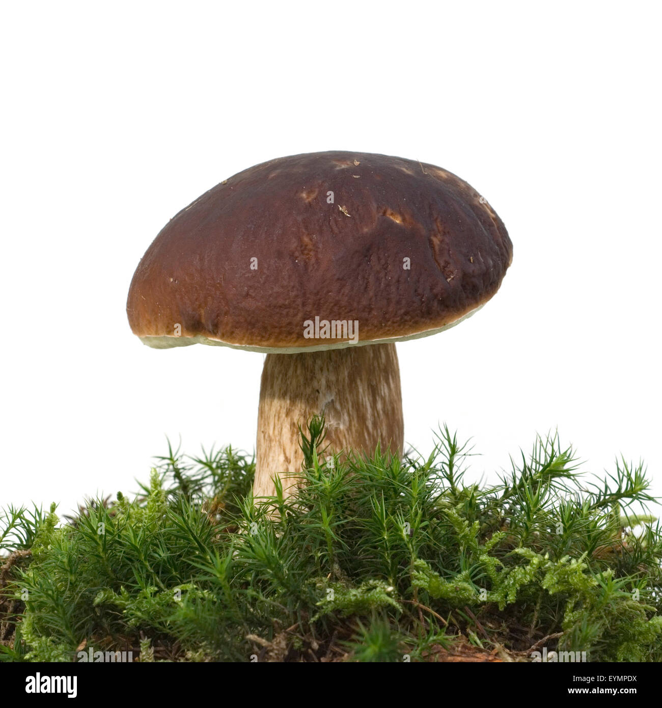 Steinpilz, Edelpilz, Boletus edulis, Herrenpilz, Waldpilz, Roehrenpilz ...