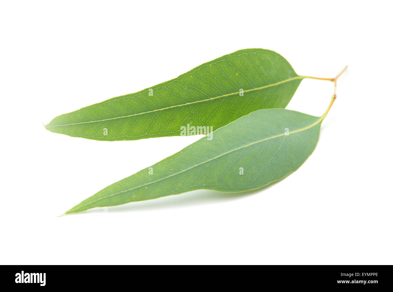 Eucalyptus leaves eymppe hi-res stock photography and images - Alamy