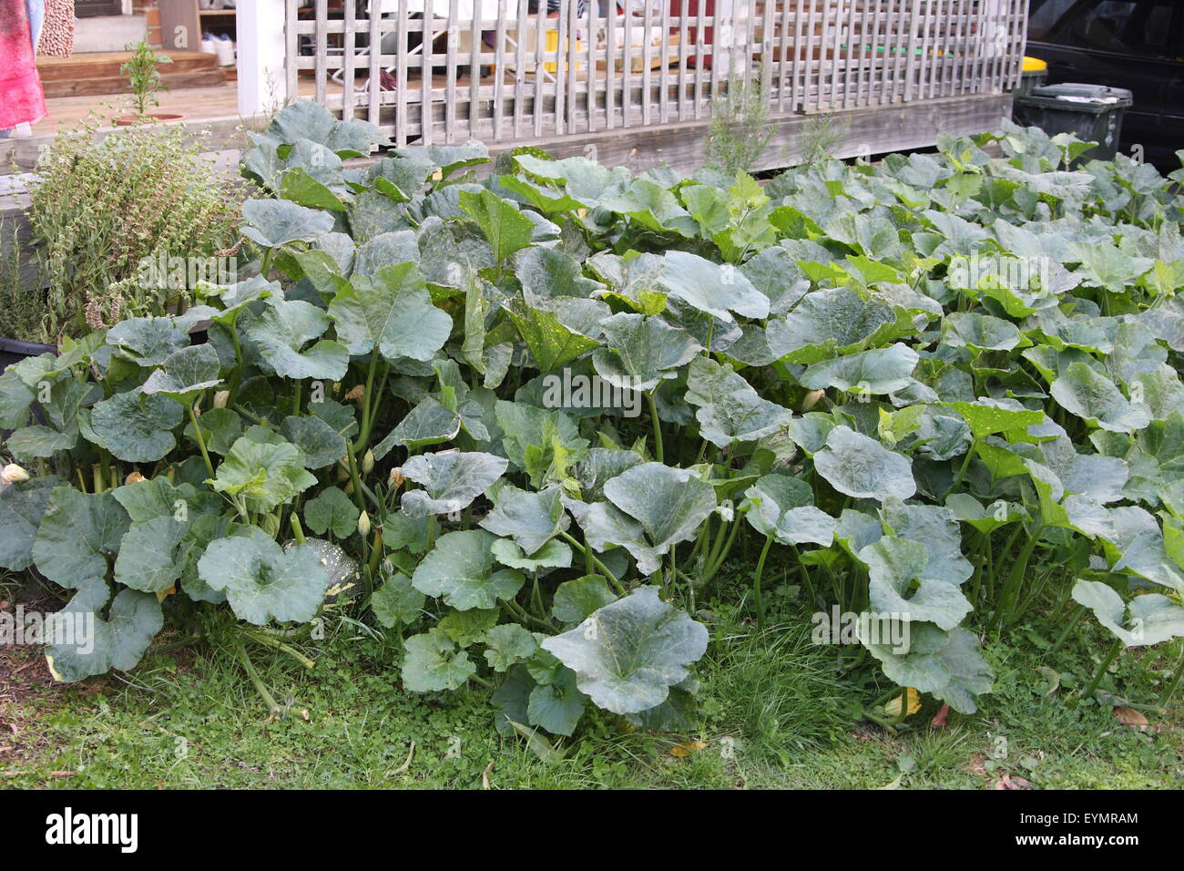 Growing pumpkin in backyard Stock Photo - Alamy