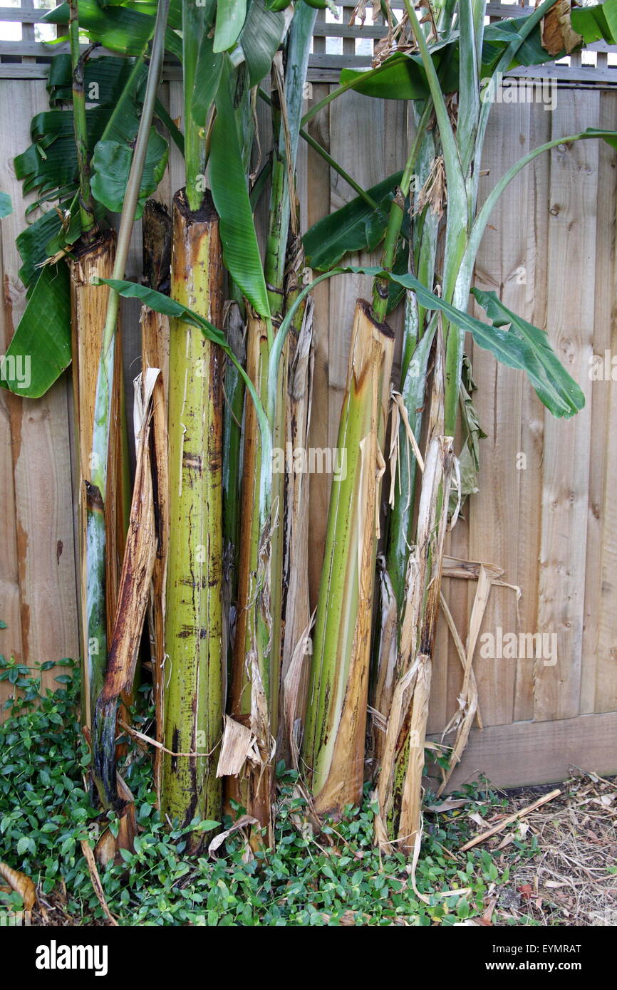 Banana trees growing in the backyard against wooden fence Stock Photo