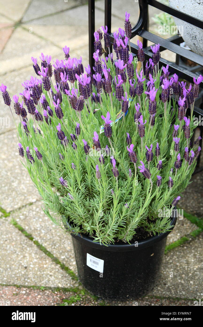 Spanish Lavender or also known as Lavandula stoechas in a pot Stock Photo