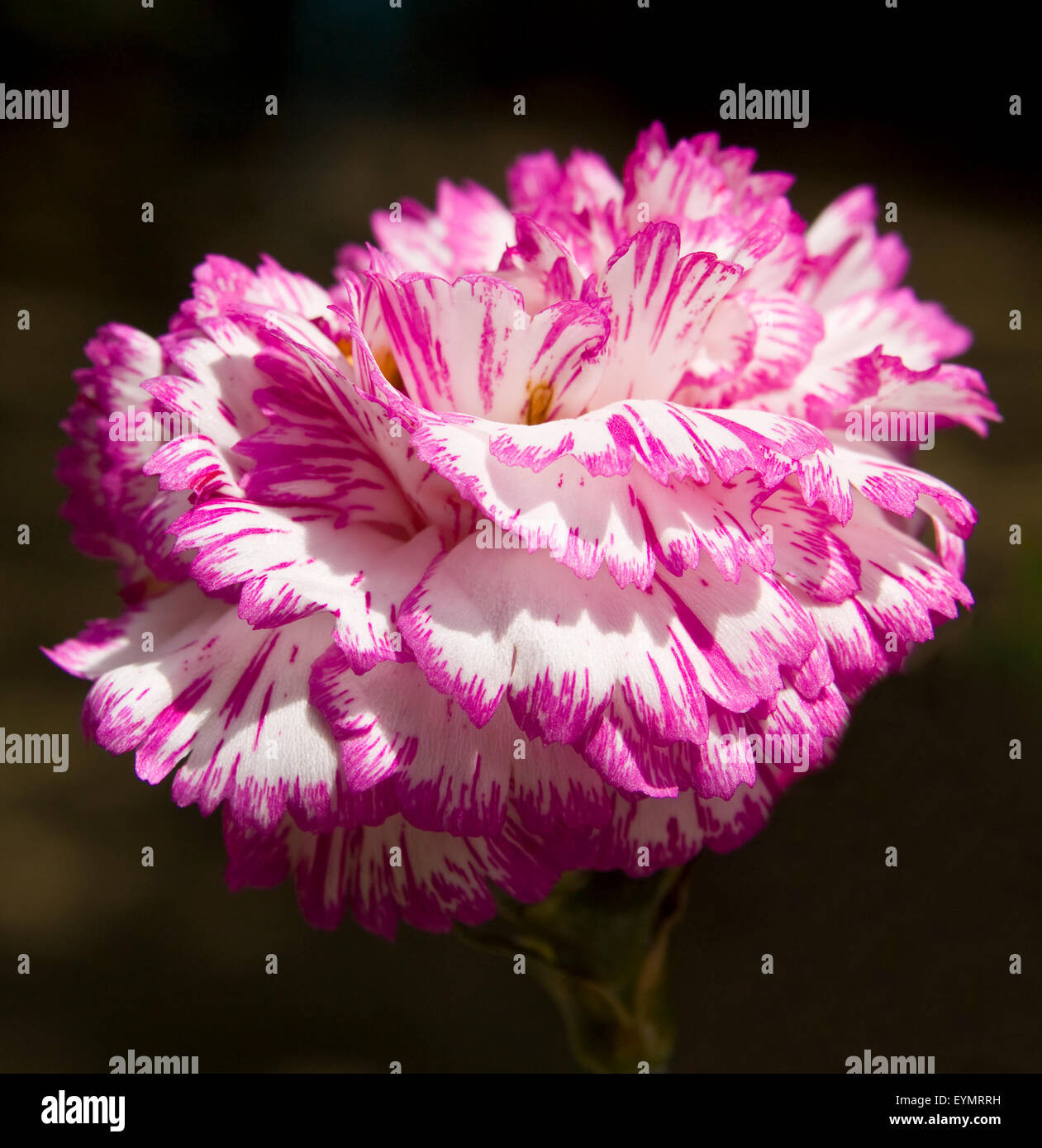One big carnation flower of white and pink colours Stock Photo Alamy