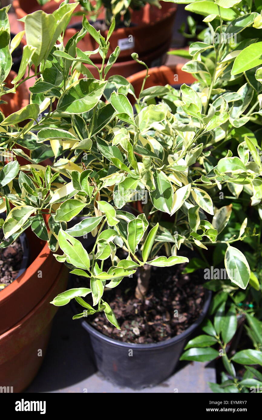 Growing Variegated cumquat or Calamondin in a pot Stock Photo