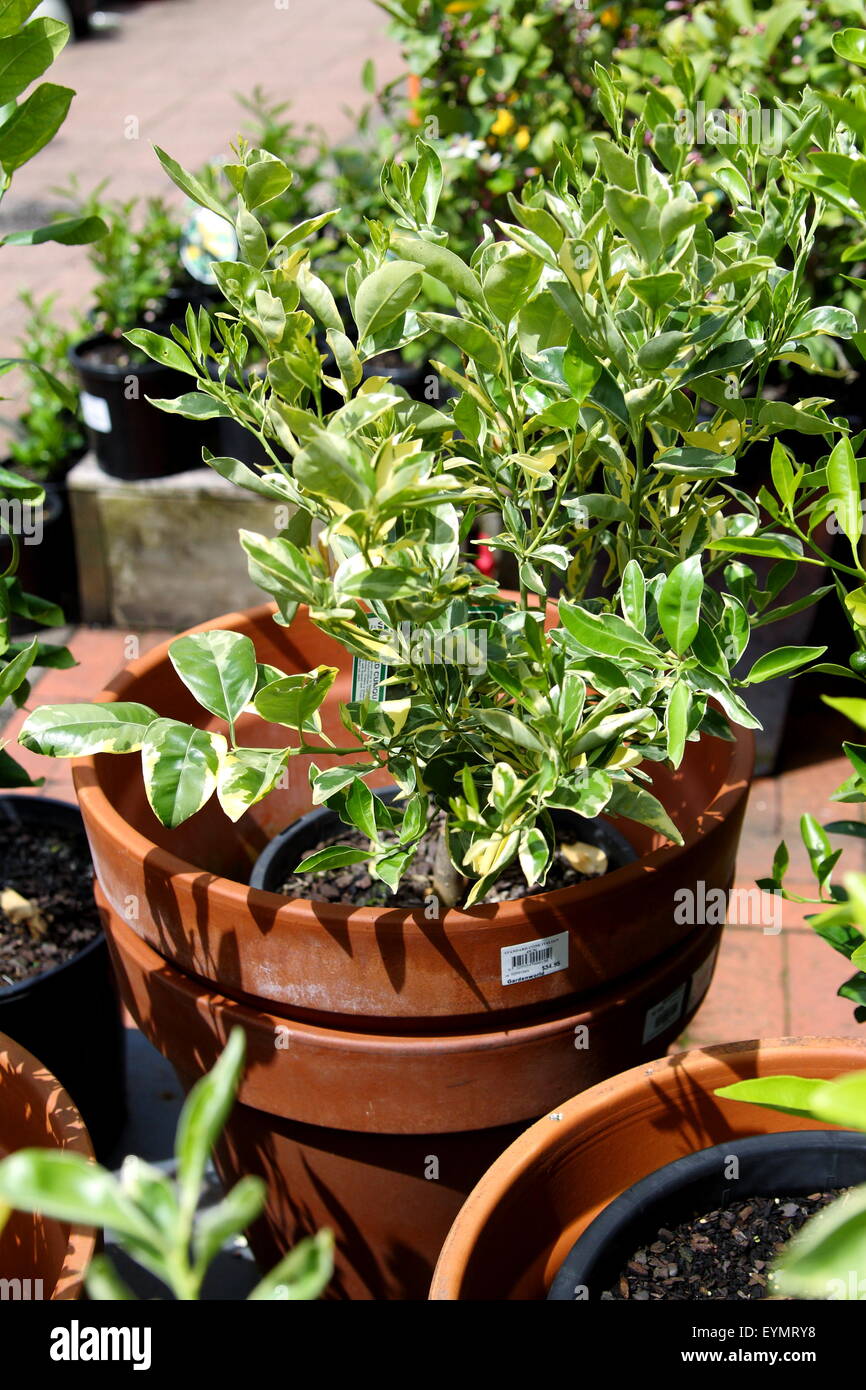 Growing Variegated cumquat or Calamondin in a pot Stock Photo