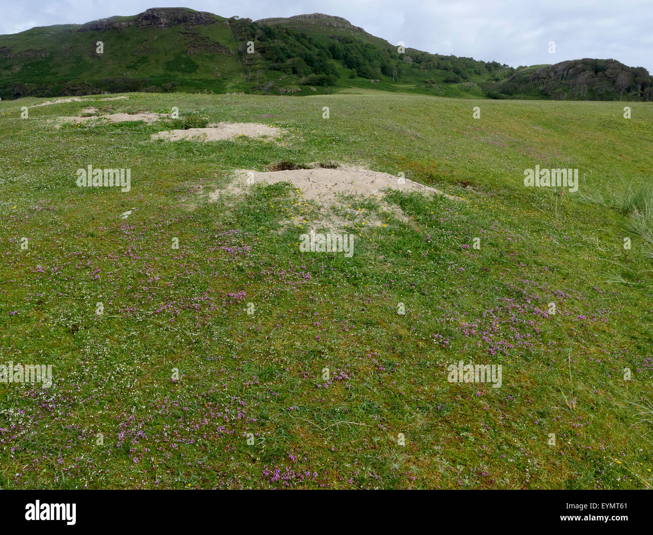 Machair grassland, Calgary Bay, Isle of Mull, Scotland, July 2015 Stock Photo