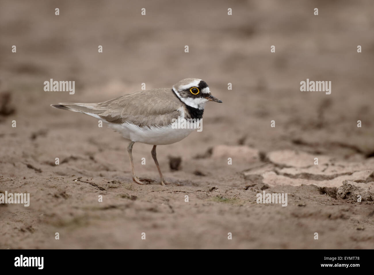 Little-ringed plover, Charadrius dubius, single bird on mud, Warwickshire, July 2015 Stock Photo