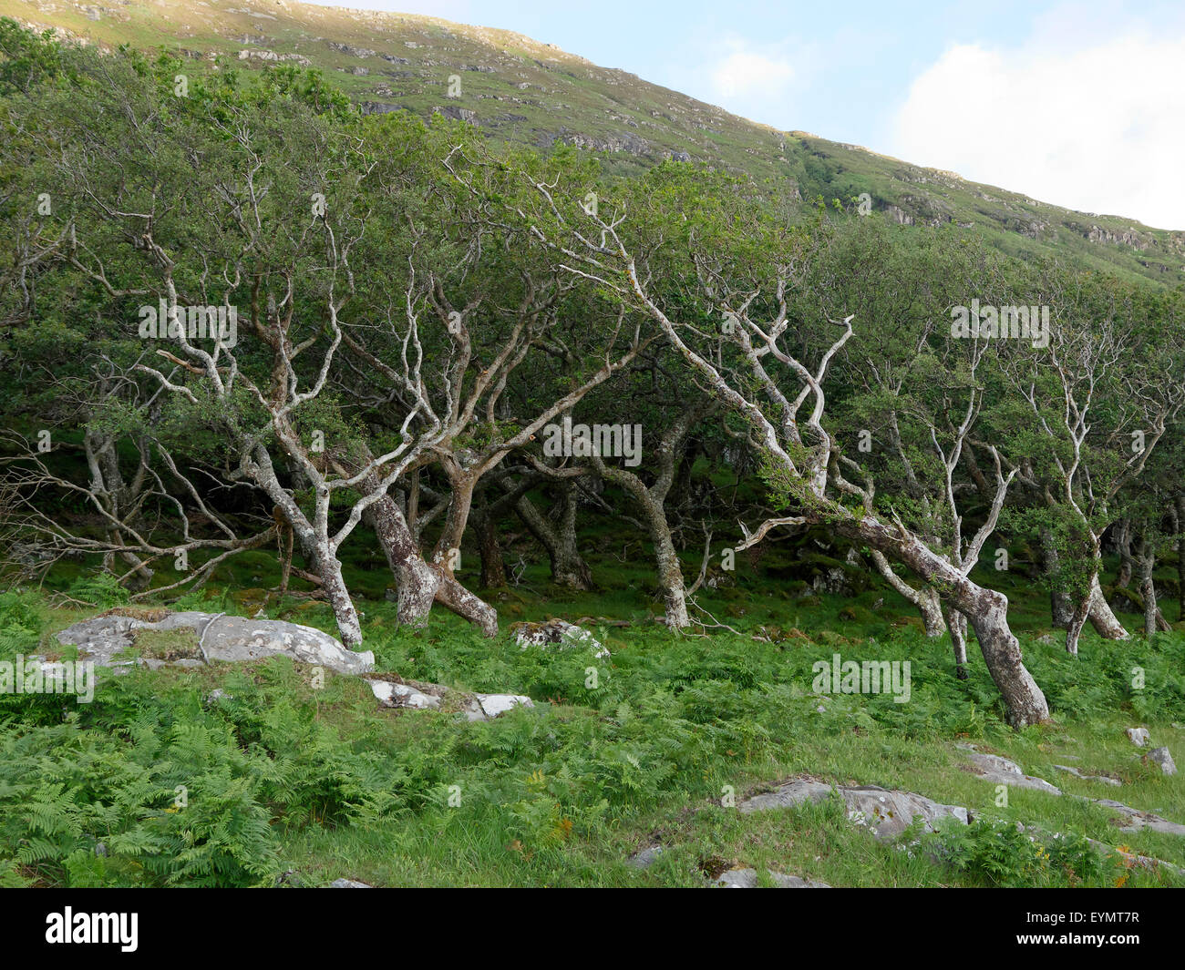 Oak woodland, bent by wind, Isle of Mull, Scotland, July 2014 Stock Photo