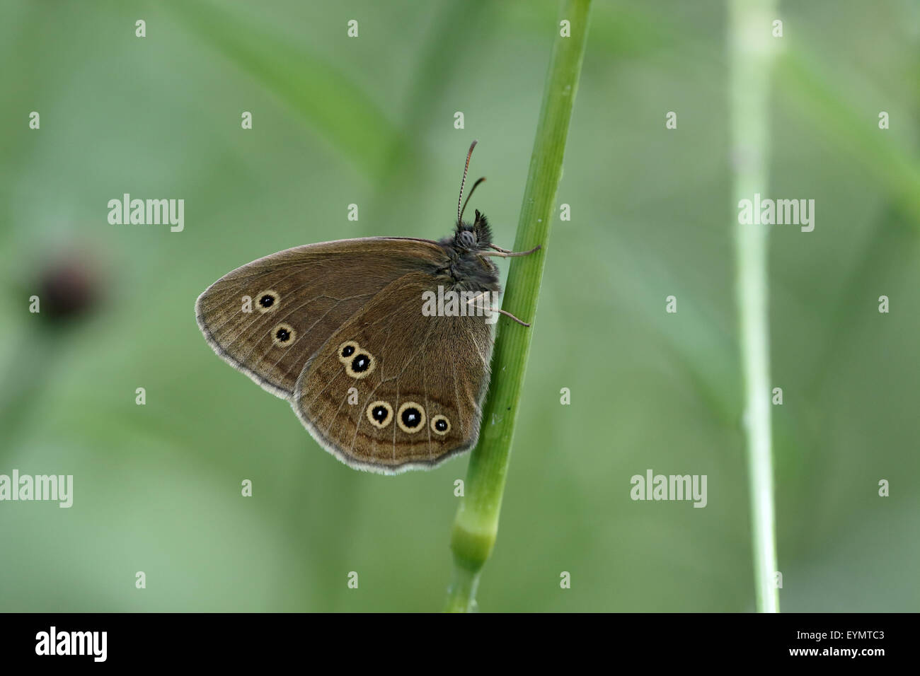 Ringlet Butterfly, Aphantopus hyperantus, single insect on grass, Warwickshire, July 2015 Stock Photo