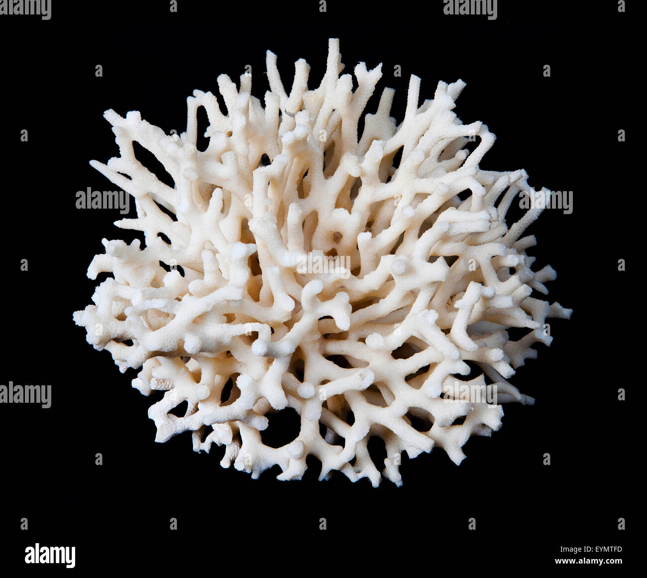 coral, illegal souvenir Stock Photo