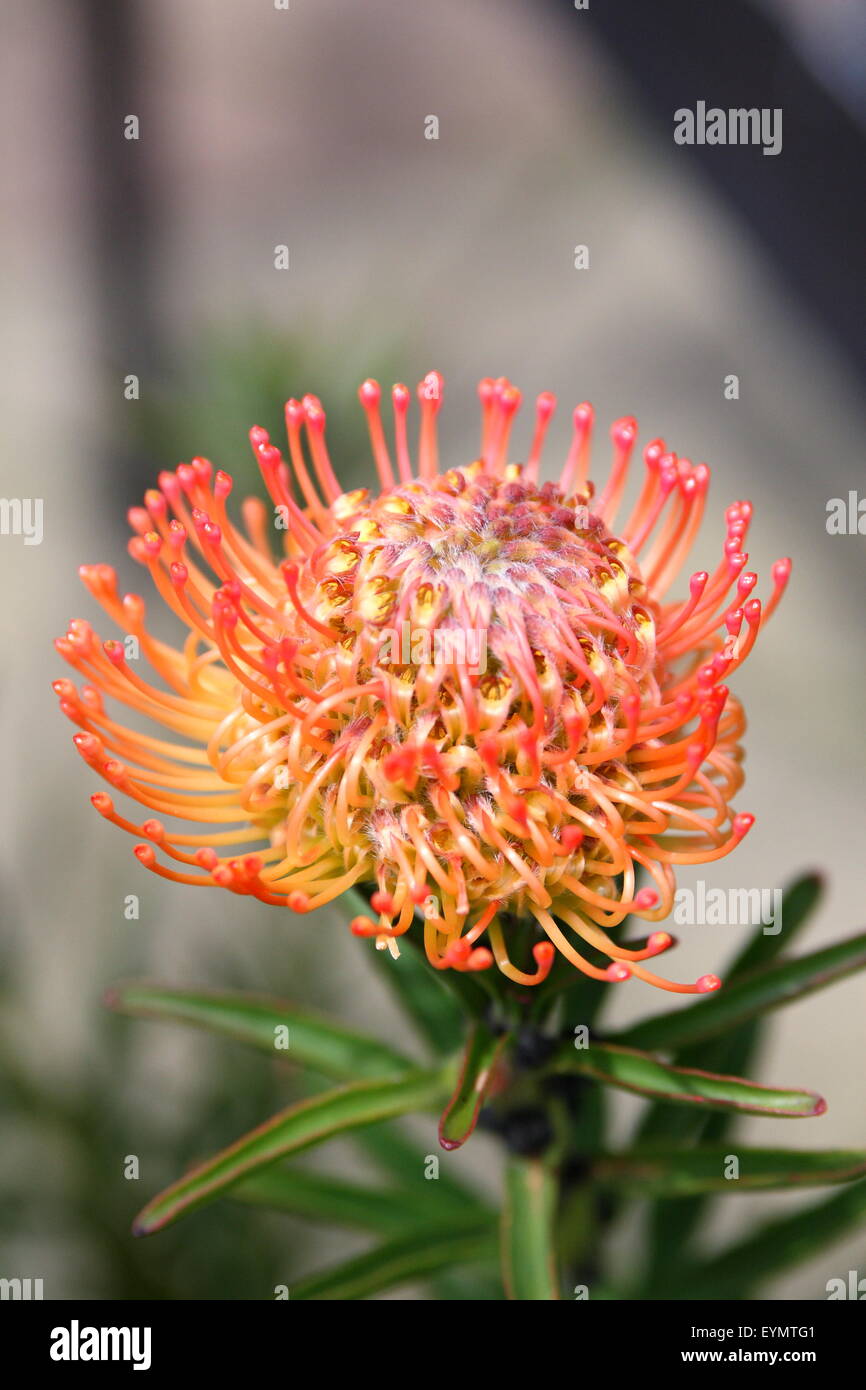 Orange Pin Cushion Proteas in full bloom Stock Photo Alamy