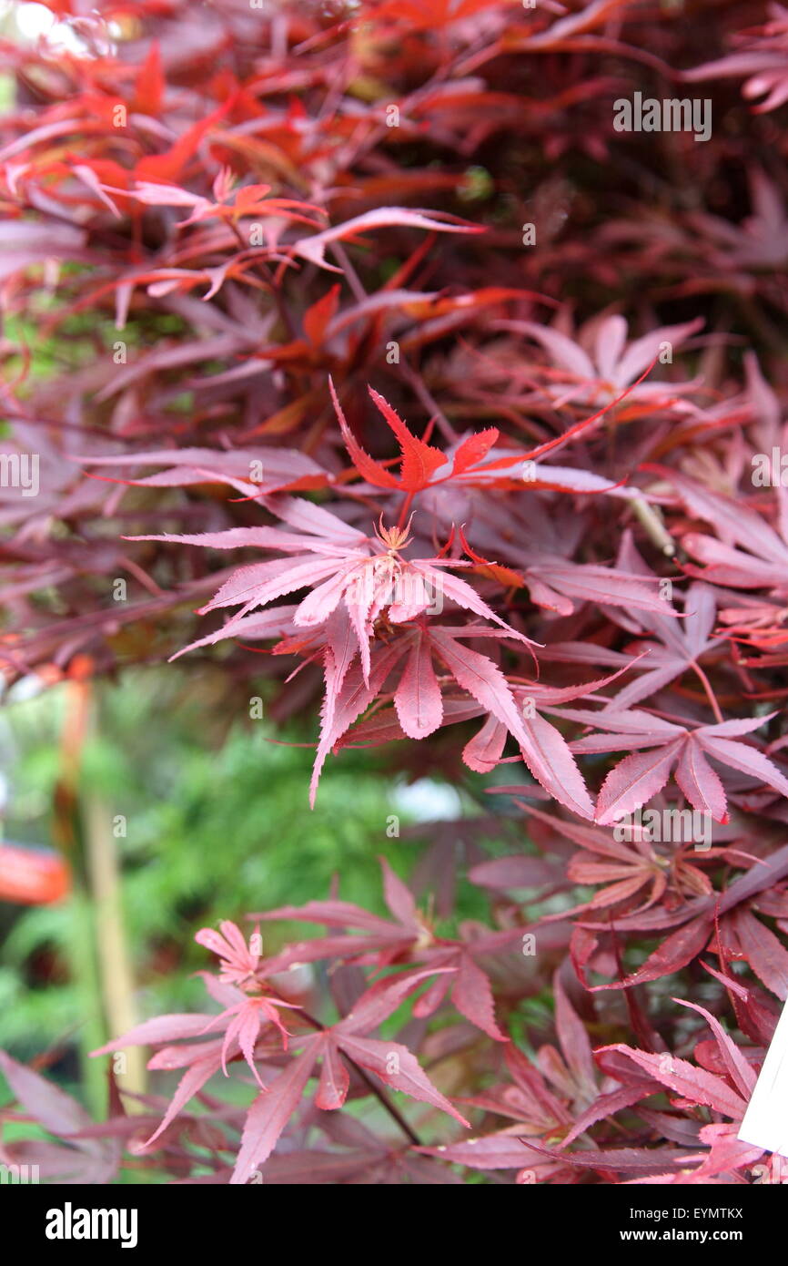 Acer Palmatum Aratama or also known as Japanese Maple Stock Photo - Alamy