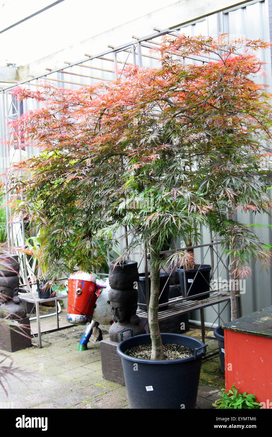 Acer Palmatum Aratama or also known as Japanese Maple growing in a pot Stock Photo