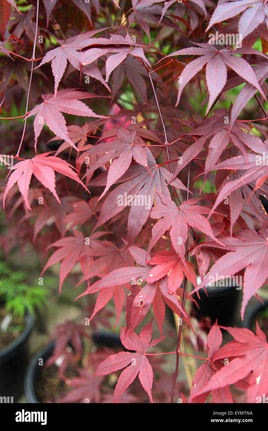 Acer Palmatum Aratama or also known as Japanese Maple Stock Photo - Alamy