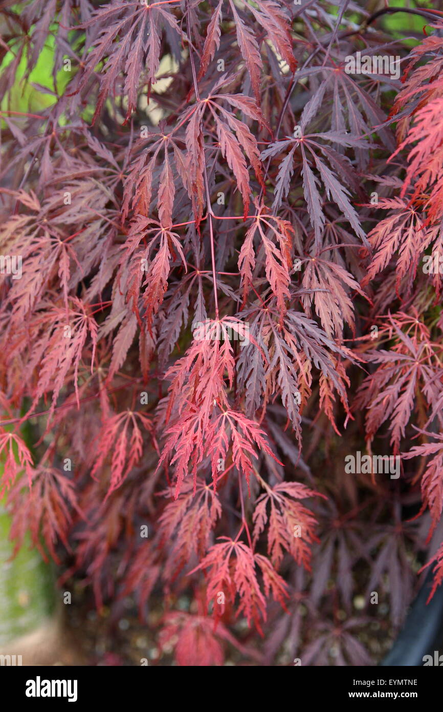 Acer palmatum 'Inabe Shidare' or known as Purple Weeping Japanese Maple Stock Photo