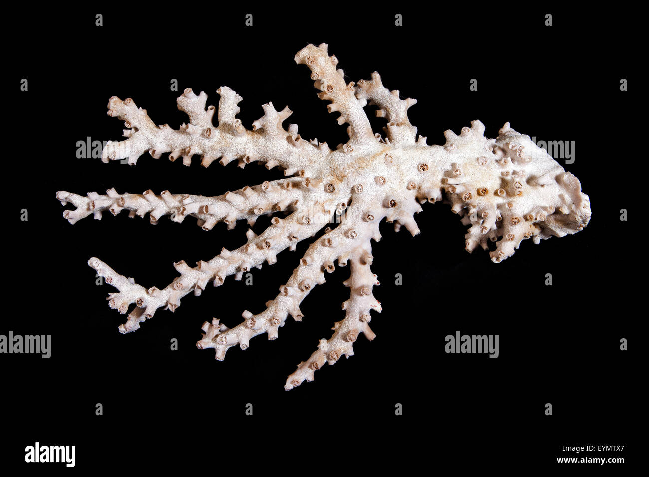 coral, illegal souvenir Stock Photo