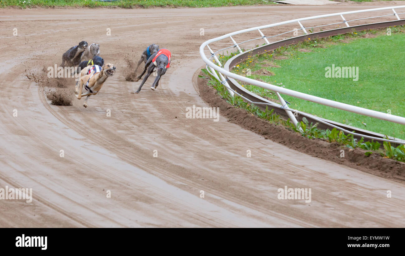 Greyhound dogs racing stock photo alamy