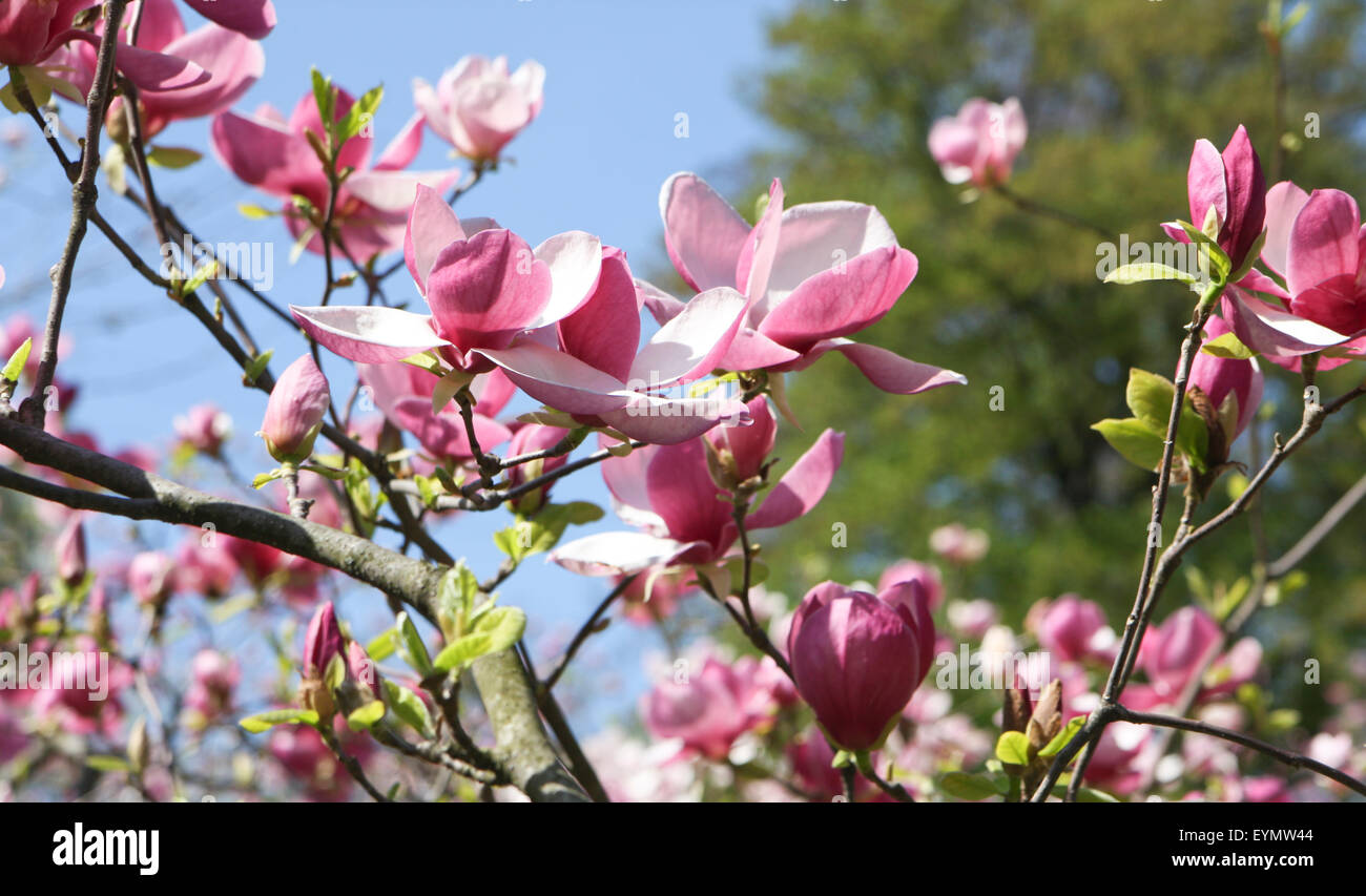 Branches of magnolia tree with pink flowers Stock Photo - Alamy