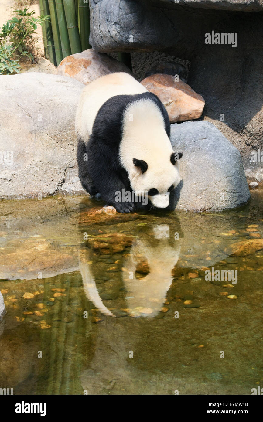 Panda near water hi-res stock photography and images - Alamy
