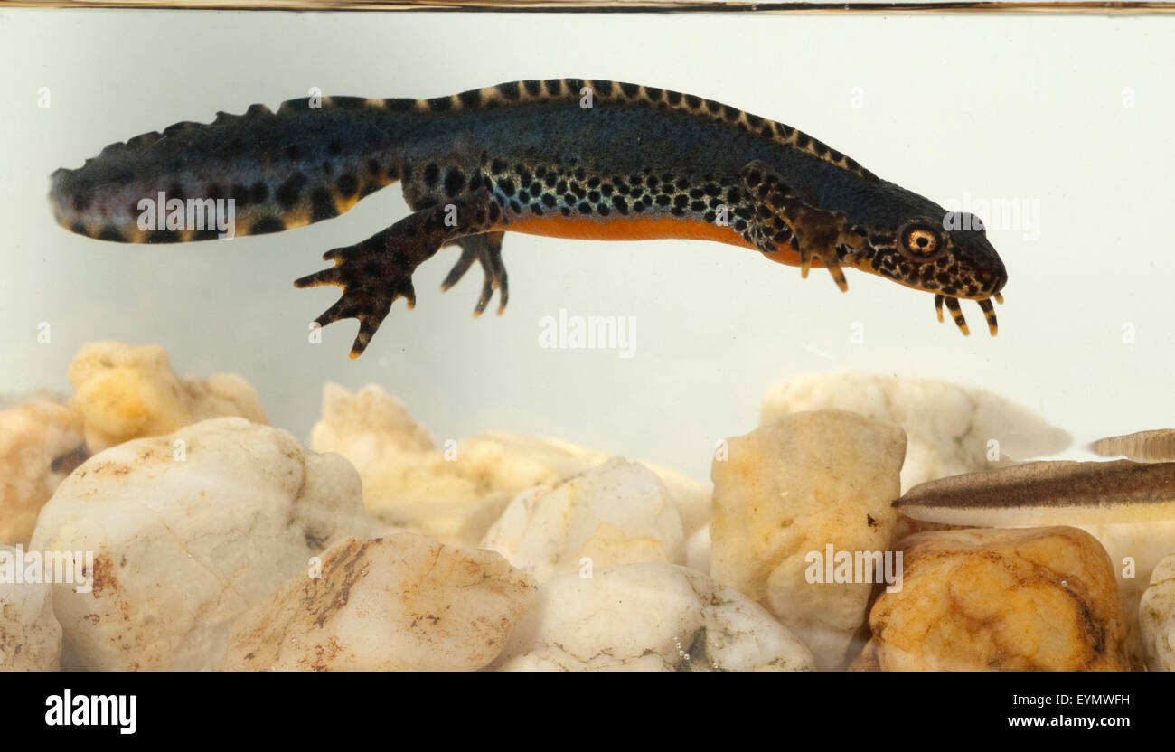 Bergmolch, Ichthyosaura alpestris Stock Photo - Alamy