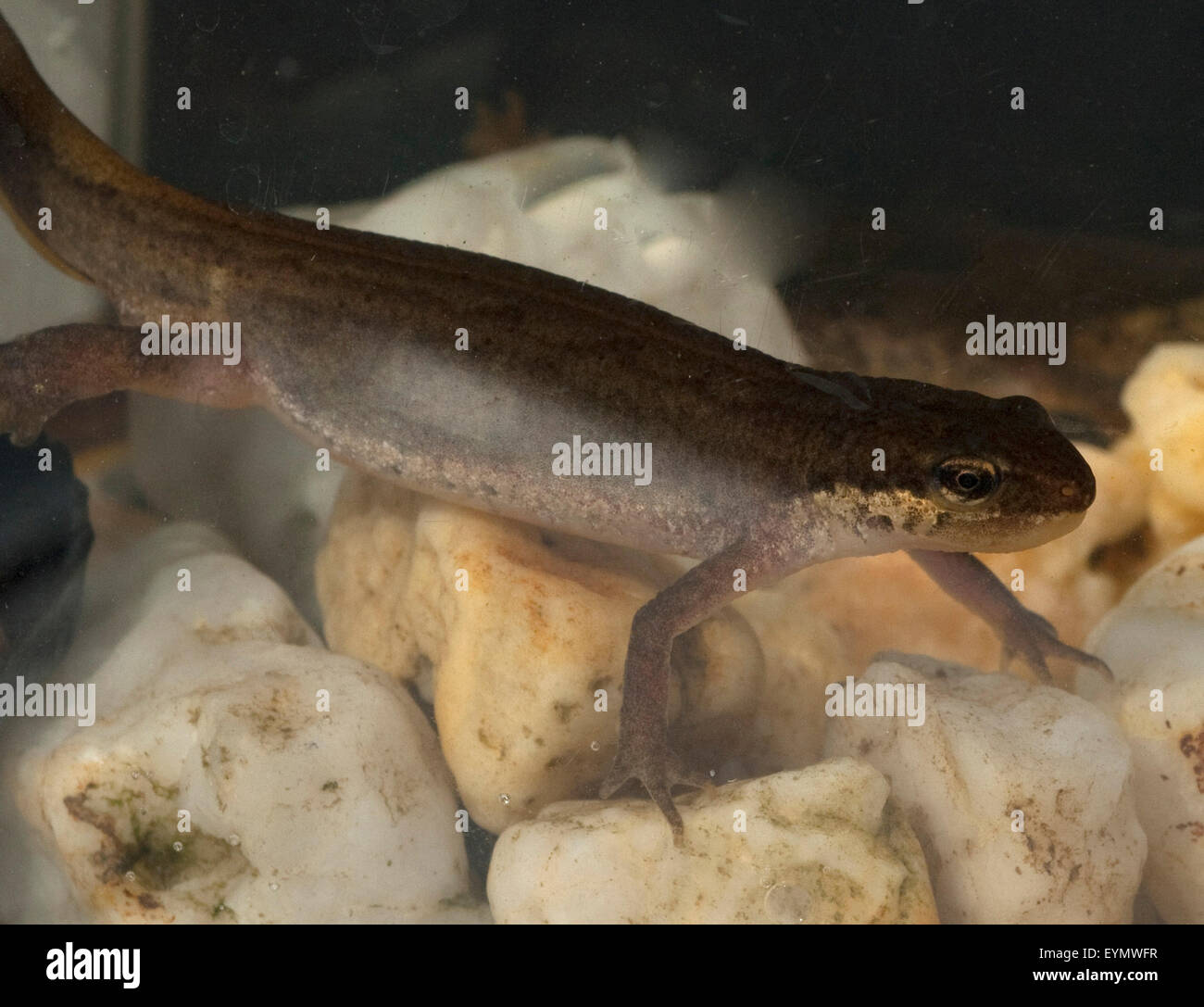 Bergmolch, Ichthyosaura alpestris, weiblich Stock Photo - Alamy