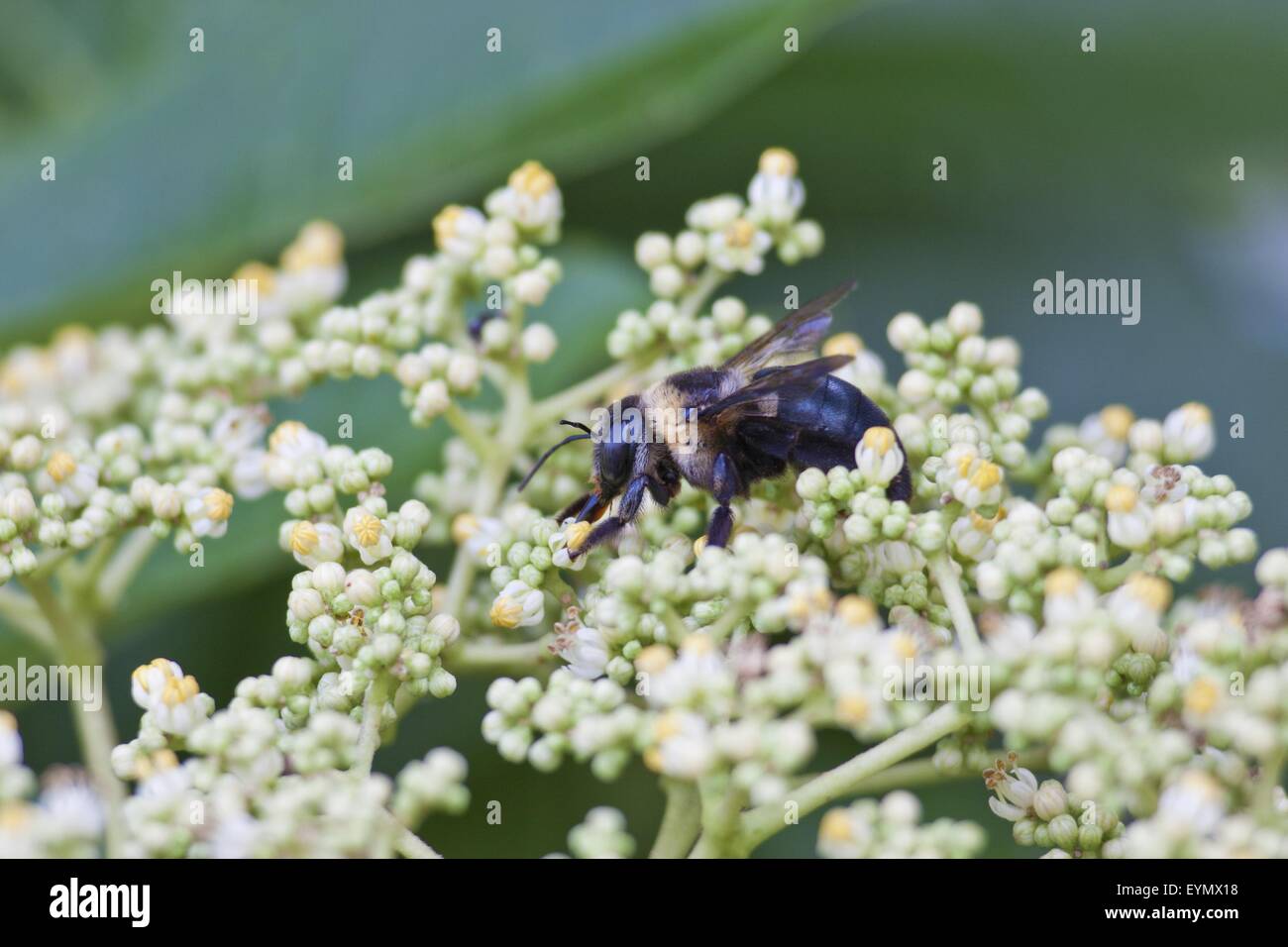 Bee attract honey on flower Stock Photo Alamy